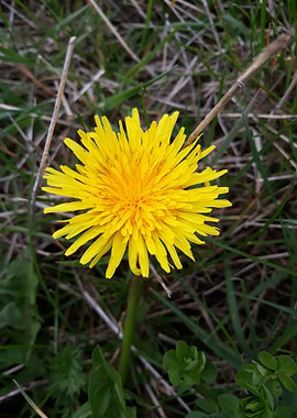 Dandelion 7