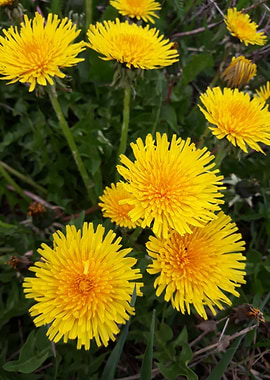 Dandelion 8