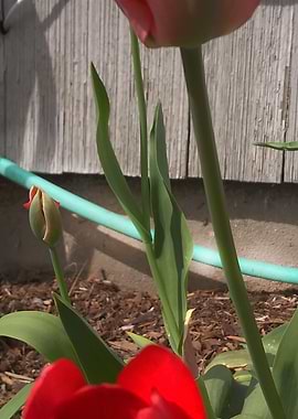 Red Tulips