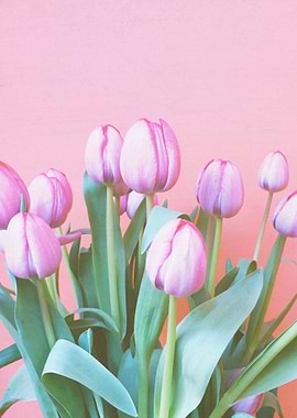 Spring Tulips