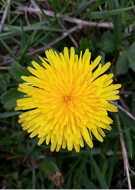 Dandelion 5