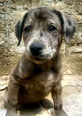 Bucky The Cute Puppy