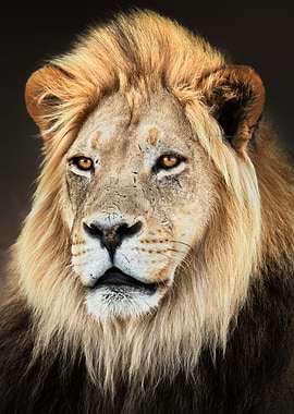 Male lion portrait