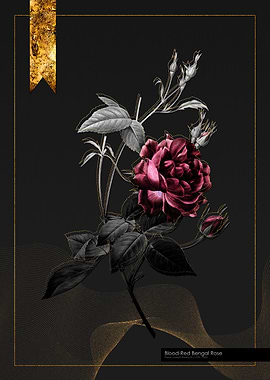 Blood Red Bengal Rose