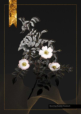 Blooming Reddish Rosebush