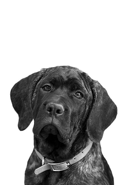 Brindle Mastiff Puppy