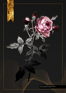 Blooming Provence Rose