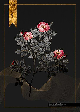 Blooming Rose Corymb