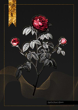 Agatha Rose in Bloom