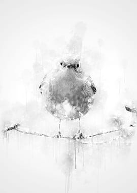 Robin Black and White