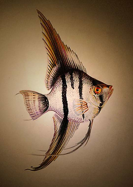 Angelfish