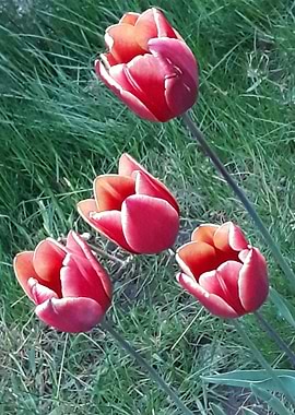 Four tulips