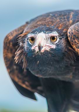 Wedgetail Eagle