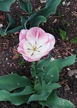 Tulip flower