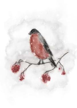 Winter Bullfinch Bird