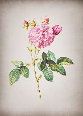 Vintage Pink Agatha Rose