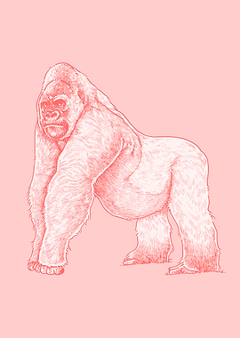 Gorilla