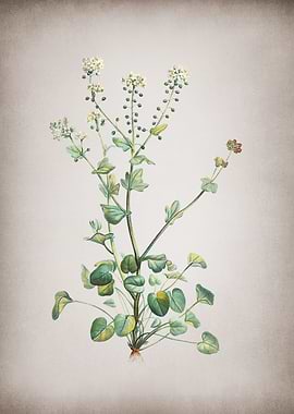 Vintage Scurvy Grass