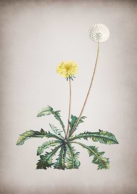 Vintage Dandelion in Bloom