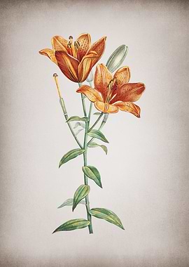 Vintage Orange Lily