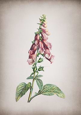 Vintage Pink Foxglove