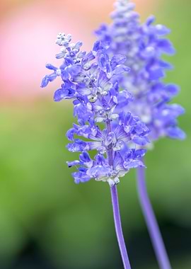 blue sage flower in bloom