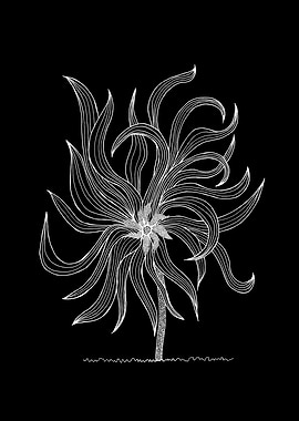 Long Petalled Flower