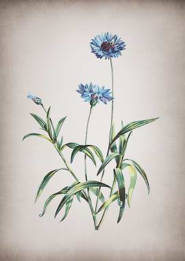Vintage Blue Cornflowers