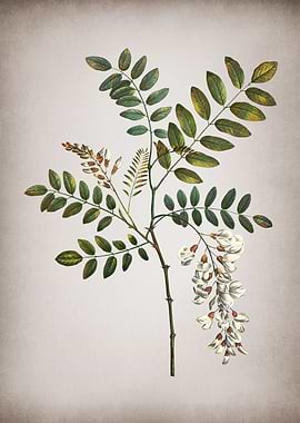 Vintage Acacia in Bloom