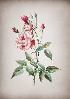 Vintage Pink Rose