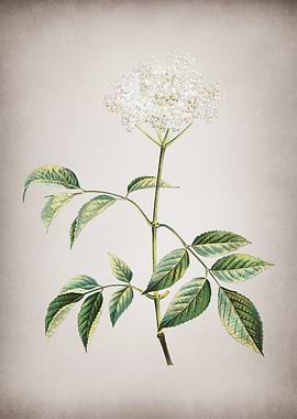 Vintage Elderflower Tree