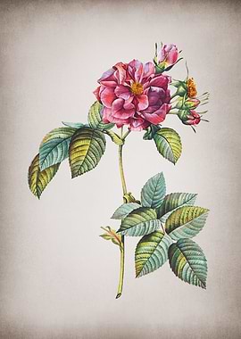 Vintage Francfort Rose