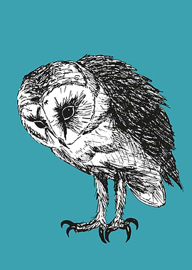 Barn owl pen drawing