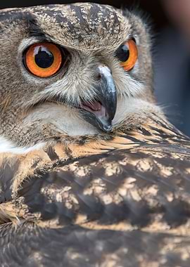 eyes of the real owl