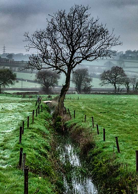Moody Spring Morning