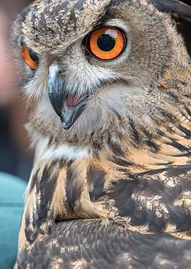 eyes of the real owl