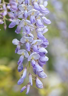 wisteria flower in bloom