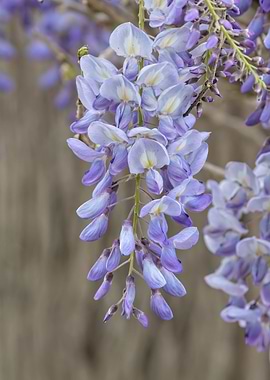 wisteria flower in bloom