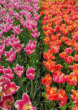 Tulips