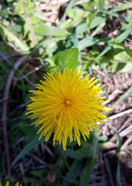 Dandelion 10