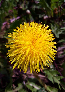 Dandelion 2