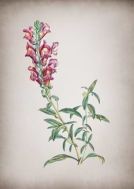 Vintage Red Dragon Flowers