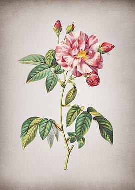 Vintage Rosa Versicolor