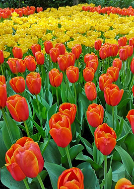 Tulips