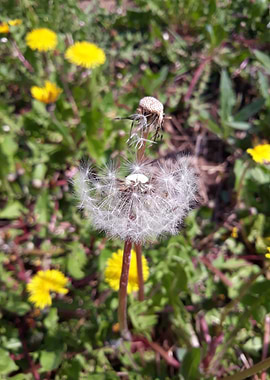Dandelion 17