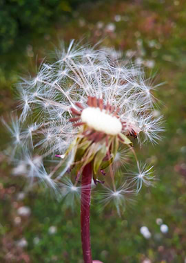 Dandelion 20