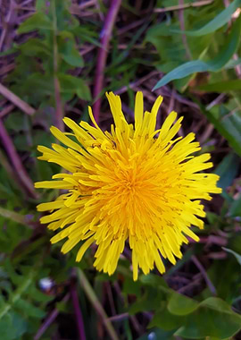 Dandelion 18