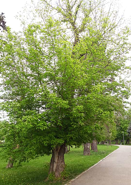 Tree on the alley