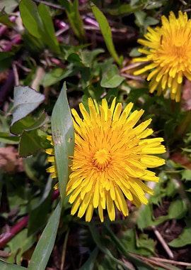 Dandelion 13