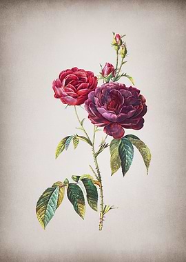 Vintage Purple Roses
